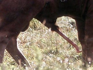 Cow has a lot of sperm to give out of its long cock